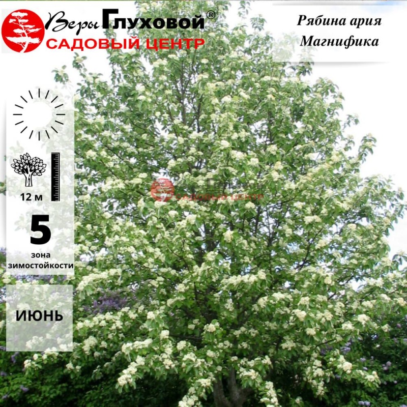 Рябина "Магнифика"