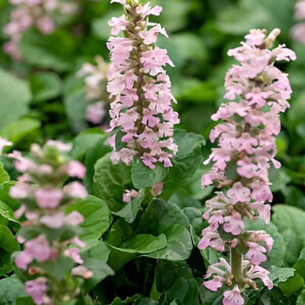 Живучка ползучая Розеа