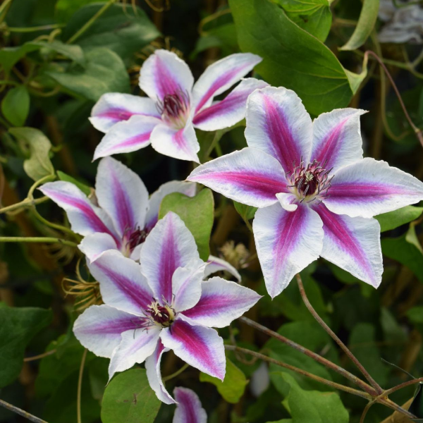 Клематис Памина