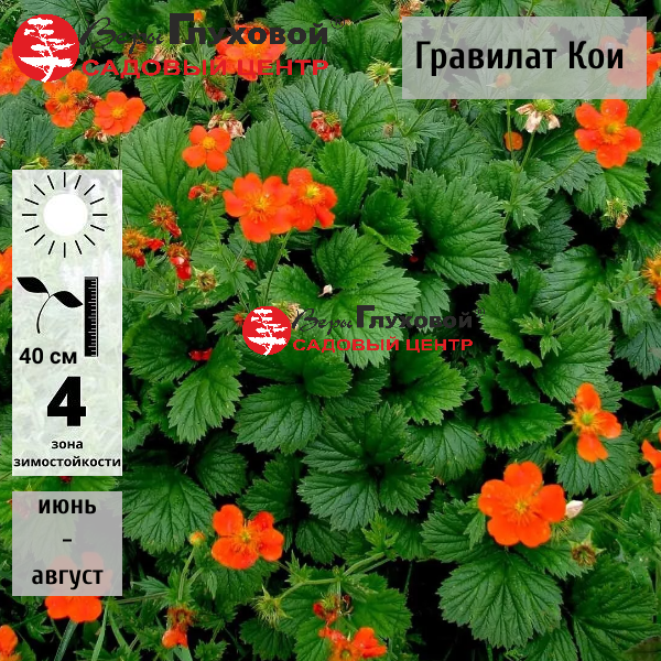 Гравилат ярко-красный Кои