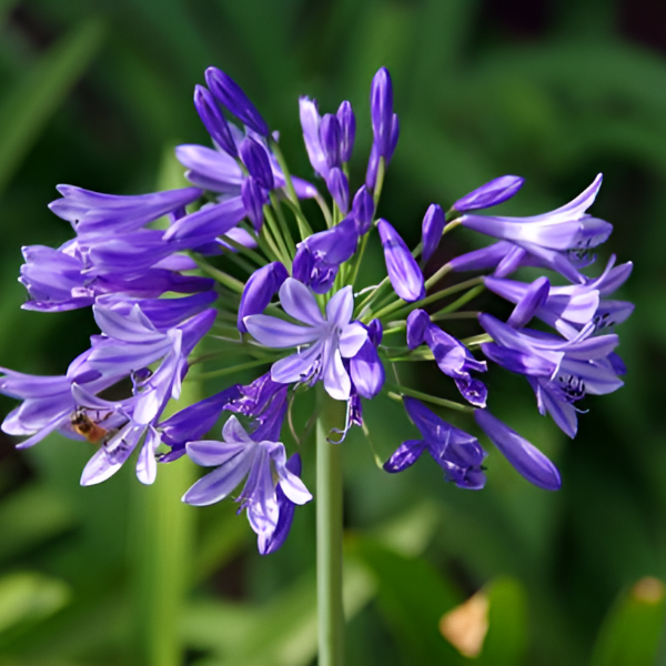 Агапантус Пурпл Клоуд