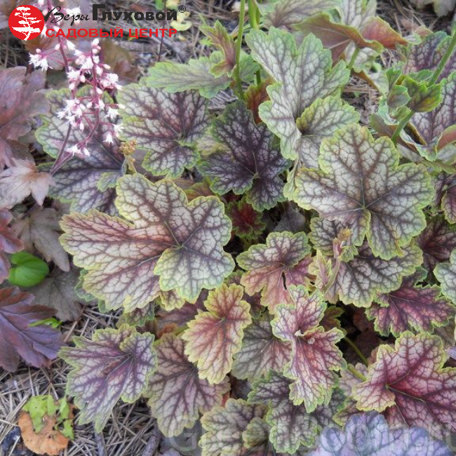 Гейхера Бьюти Колор