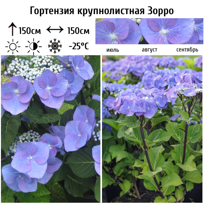 Гортензия крупнолистная Зорро