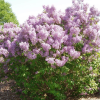 Сирень обыкновенная (Syringa vulgaris) Бель де Нанси   С3 СП/24