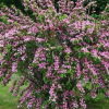 Вейгела (Weigela) Розеа С5 РАч/24