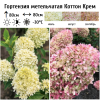 Гортензия метельчатая (Hydrangea paniculata) Коттон Крем  С2 СП/26