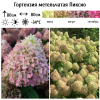Гортензия метельчатая (Hydrangea paniculata) Пиксио  С3 СП/24