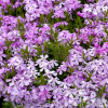 Флокс шиловидный (Phlox subulata) Мойерхейми С2 СП/26