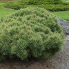 Сосна обыкновенная (Pinus sylvestris) Сандрингхэм 25-30 С5 ГШт/25