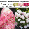 Гортензия метельчатая (Hydrangea paniculata) Распберри Пинк С10 СП/26
