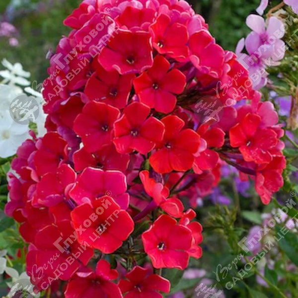 Флокс метельчатый "Старфайер" на фото