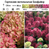 Гортензия метельчатая (Hydrangea paniculata) Бонфайер  С2 СП/26