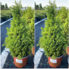 Ель сизая (Picea glauca) Перфекта С2 ГлХ/25