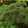Сосна тунберга (Pinus thunbergii) Баншоко 30-40 С7,5 ГШт/24