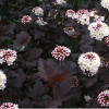Пузыреплодник калинолистный (Physocarpus opulifolius) Диабло   С3 СП/25